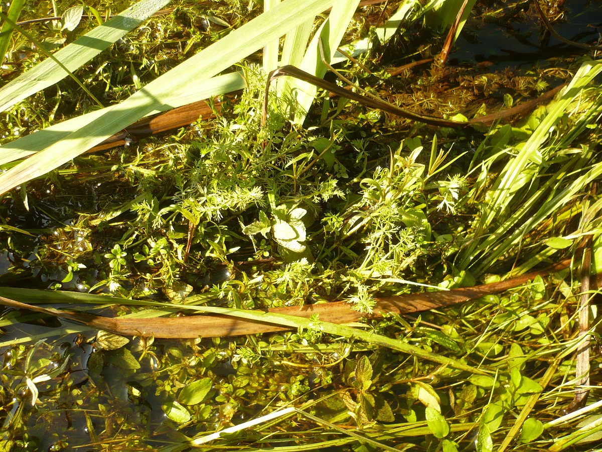 Helosciadium inundatum (Apiaceae)